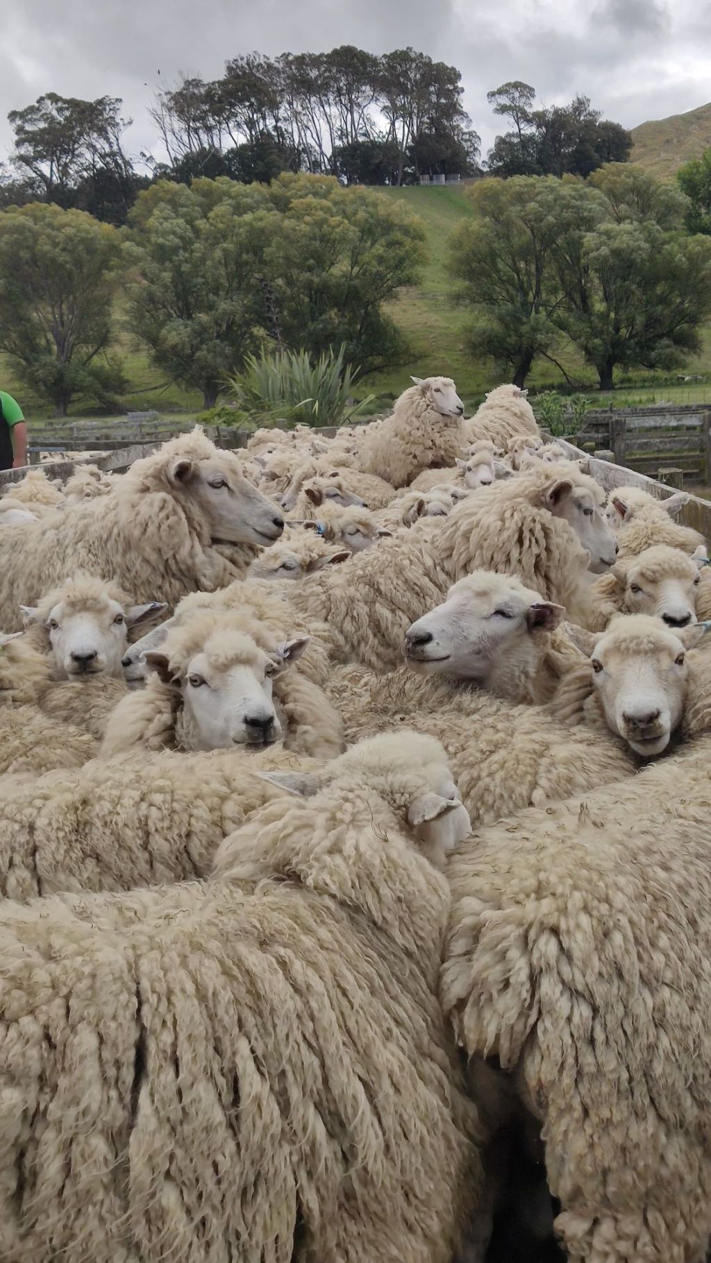 Van renovada: Road trip que terminó en mal&nbsp;trip..