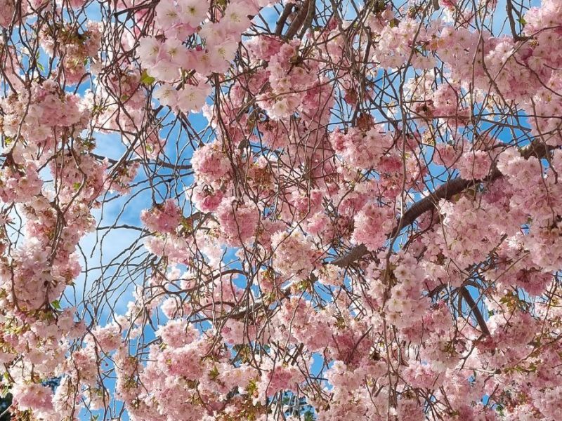 Willkomen Frühling im&nbsp;Neuseeland
