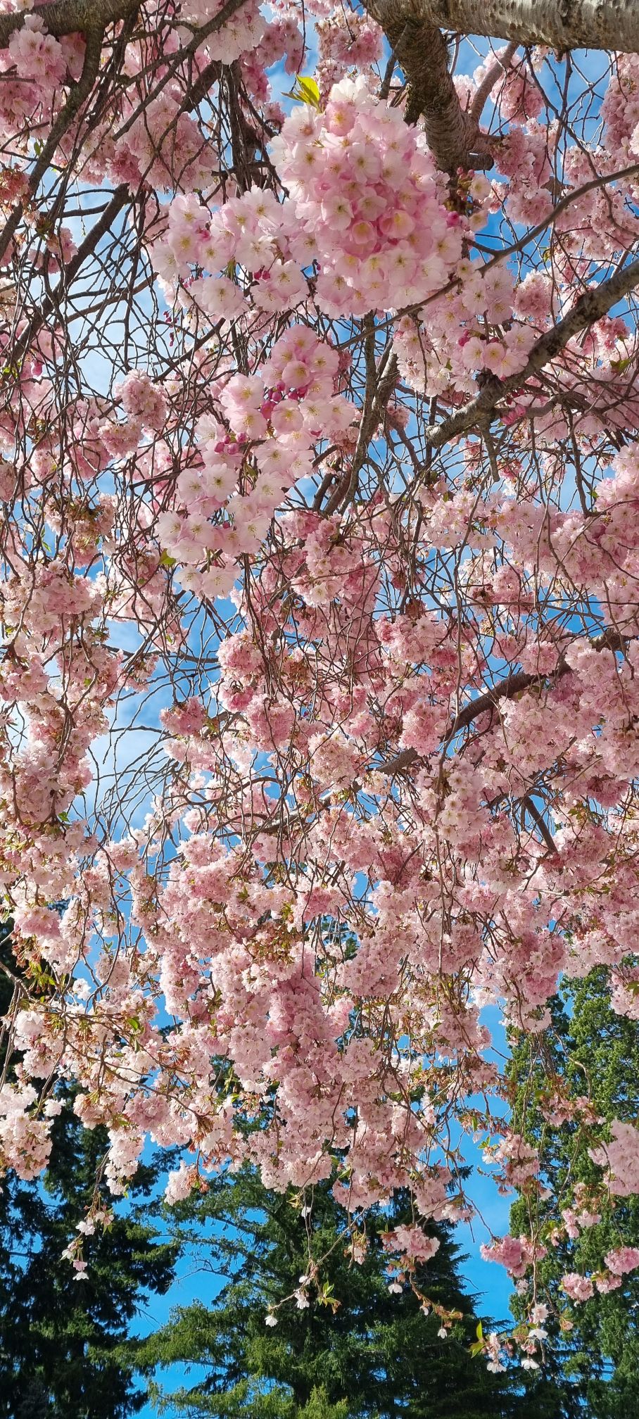 Bienvenida primavera en Nueva&nbsp;Zelanda